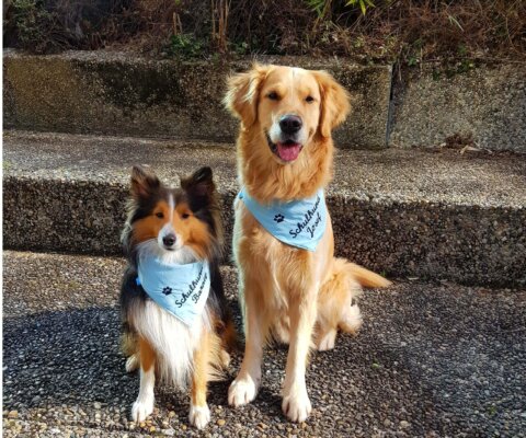 Schulhunde Barney und Josef im Innenhof